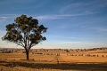 wheat country 1